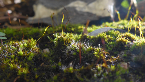 Flora Plant Beauty Publicdomain (274).jpg