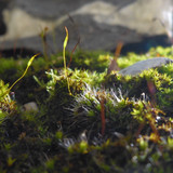 Flora Plant Beauty Publicdomain (274)