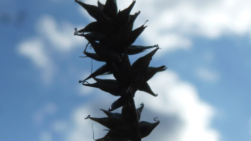 Flora Plant Beauty Publicdomain (264).jpg