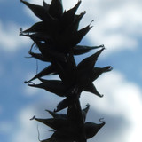 Flora Plant Beauty Publicdomain (264)