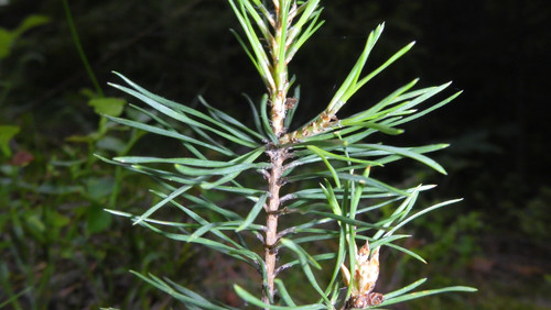 Flora Plant Beauty Publicdomain (276).jpg