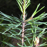 Flora Plant Beauty Publicdomain (276)