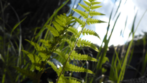 Flora Plant Beauty Publicdomain (268).jpg