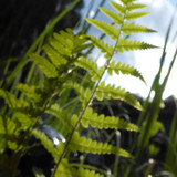 Flora Plant Beauty Publicdomain (268)