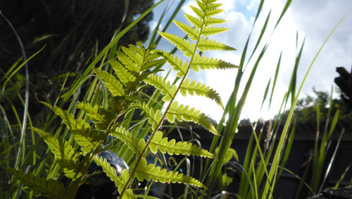 Flora Plant Beauty Publicdomain (269).jpg