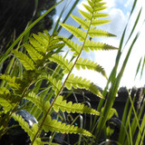 Flora Plant Beauty Publicdomain (269)