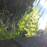 Flora Plant Beauty Publicdomain (270)