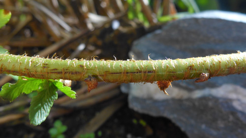 Flora Plant Beauty Publicdomain (272).jpg