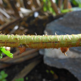 Flora Plant Beauty Publicdomain (272)