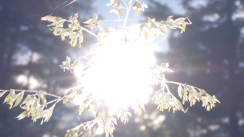 Flora Plant Beauty Publicdomain (277).jpg