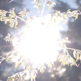 Flora Plant Beauty Publicdomain (277)