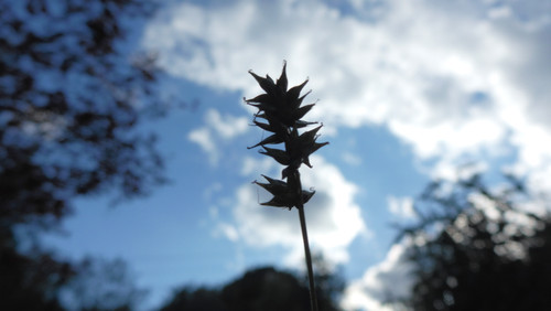 Flora Plant Beauty Publicdomain (265).jpg