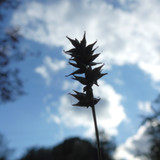 Flora Plant Beauty Publicdomain (265)