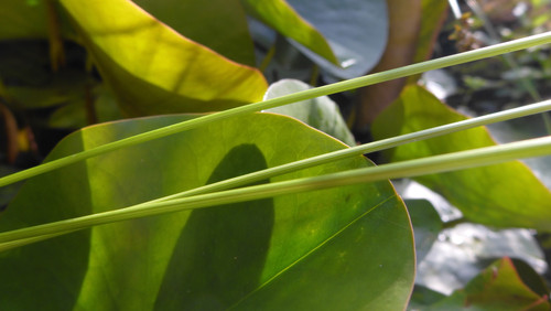 Flora Plant Beauty Publicdomain (271).jpg