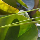 Flora Plant Beauty Publicdomain (271)