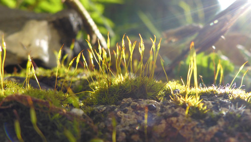 Flora Plant Beauty Publicdomain (275).jpg