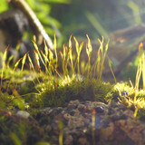 Flora Plant Beauty Publicdomain (275)