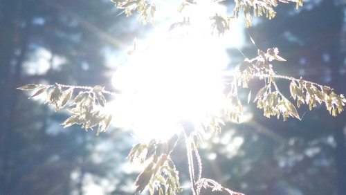 Flora Plant Beauty Publicdomain (278).jpg