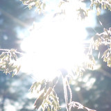 Flora Plant Beauty Publicdomain (278)