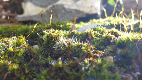 Flora Plant Beauty Publicdomain (273).jpg