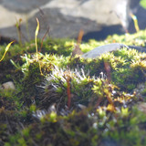 Flora Plant Beauty Publicdomain (273)