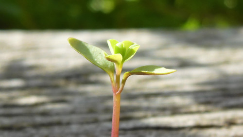 Flora Plant Beauty Publicdomain (213).jpg