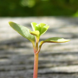 Flora Plant Beauty Publicdomain (213)