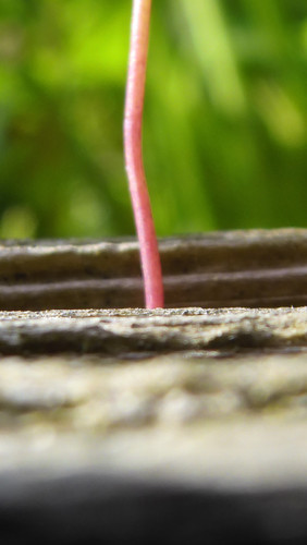 Flora Plant Beauty Publicdomain (217).jpg