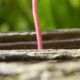 Flora Plant Beauty Publicdomain (217)