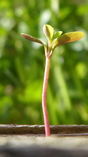 Flora Plant Beauty Publicdomain (218).jpg