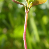 Flora Plant Beauty Publicdomain (218)