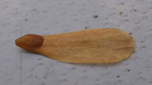 Flora Plant Beauty Publicdomain (210).jpg