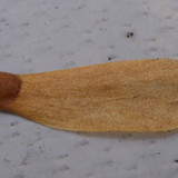 Flora Plant Beauty Publicdomain (210)