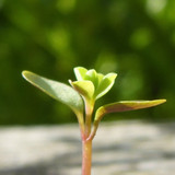 Flora Plant Beauty Publicdomain (214)