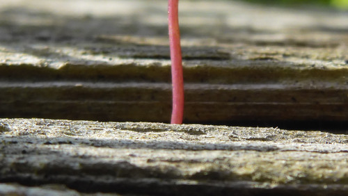 Flora Plant Beauty Publicdomain (216).jpg