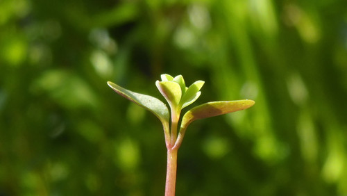 Flora Plant Beauty Publicdomain (215).jpg