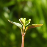 Flora Plant Beauty Publicdomain (215)