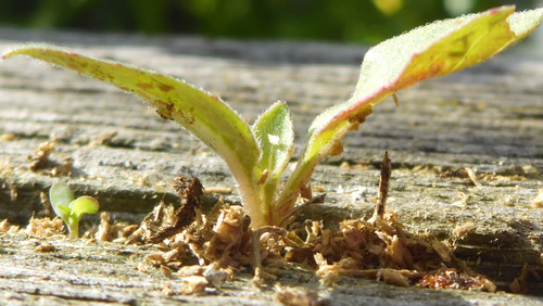 Flora Plant Beauty Publicdomain (211).jpg