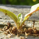 Flora Plant Beauty Publicdomain (211)