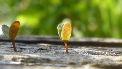 Flora Plant Beauty Publicdomain (220).jpg