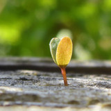 Flora Plant Beauty Publicdomain (220)