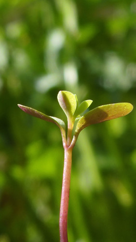 Flora Plant Beauty Publicdomain (219).jpg