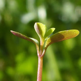 Flora Plant Beauty Publicdomain (219)