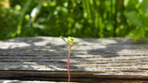 Flora Plant Beauty Publicdomain (212).jpg