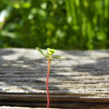 Flora Plant Beauty Publicdomain (212)