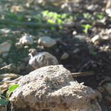 Rock; Publicdomain; Cc0; Freeimage;