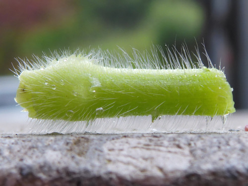 Plant; Publicdomain; Cc0; Freeimage;.jpg