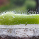 Plant; Publicdomain; Cc0; Freeimage;