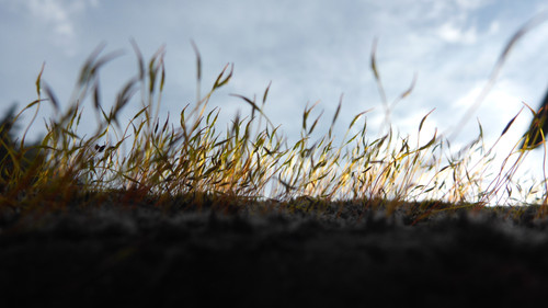 Plant; Publicdomain; Cc0; Freeimage;.jpg