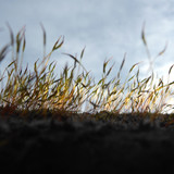 Plant; Publicdomain; Cc0; Freeimage;